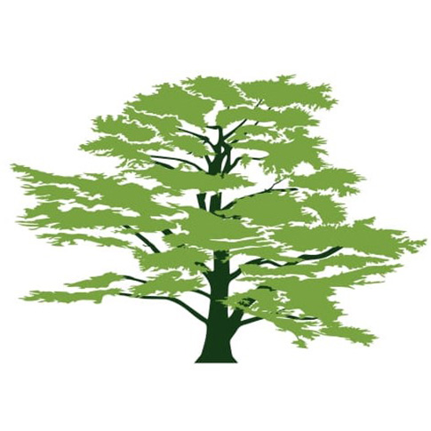 Cedar Tree Logo